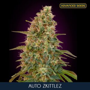 100 UND FEM - AUTO ZKITTLEZ * ADVANCED SEEDS 100 UND FEM