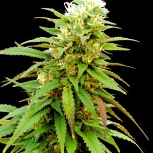 5 UND FEM - AUTO ZKITTLY ZI ZI * BULK SEED 5 UND FEM