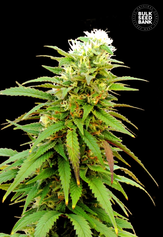100 UND FEM - AUTO ZKITTLY ZI ZI * BULK SEED 100 UND FEM