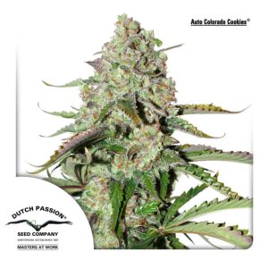 100 UND FEM - AUTO COLORADO COOKIES ﾮ* DUTCH PASSION FEMINIZADA 100 UND