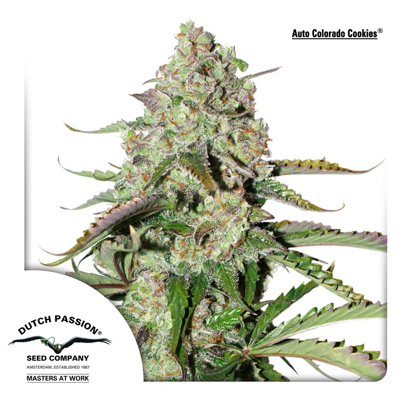 100 UND FEM - AUTO COLORADO COOKIES ﾮ* DUTCH PASSION FEMINIZADA 100 UND