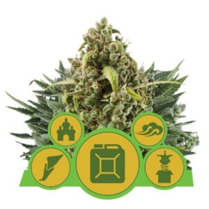 3 UND FEM - AUTOFLOWERING MIX * ROYAL QUEEN 3 UND FEMINIZADAS