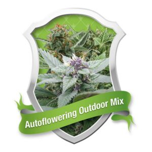10 UND FEM - AUTOFLOWERING OUTDOOR  * ROYAL QUEEN 10 UND FEMINIZADAS