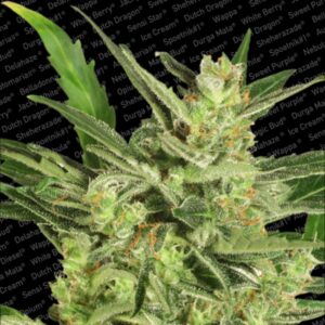 3 UND FEM - AUTOMARIA II * PARADISE SEEDS 3 UND FEMINIZADAS