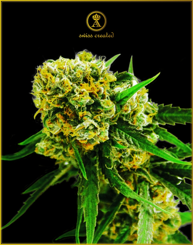 100 UND FEM - AUTOMATIC AMNESIA HAZE * ANACONDA SEEDS FEMINIZADA 100 UND