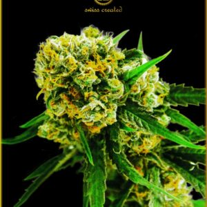 1 UND FEM - AUTOMATIC AMNESIA HAZE * ANACONDA SEEDS FEMINIZADA 1 UND