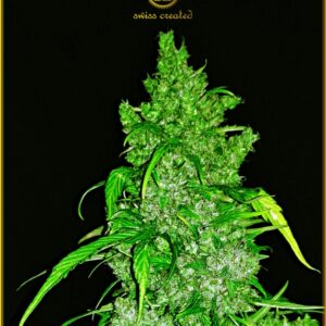 100 UND FEM - AUTOMATIC ANACONDA * ANACONDA SEEDS FEMINIZADA 100 UND