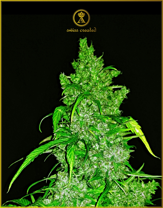 10 UND FEM - AUTOMATIC ANACONDA * ANACONDA SEEDS FEMINIZADA 10 UND