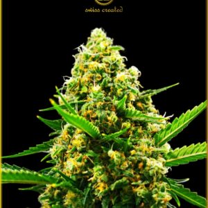 1 UND FEM - AUTOMATIC HYPNOTIC * ANACONDA SEEDS FEMINIZADA 1 UND