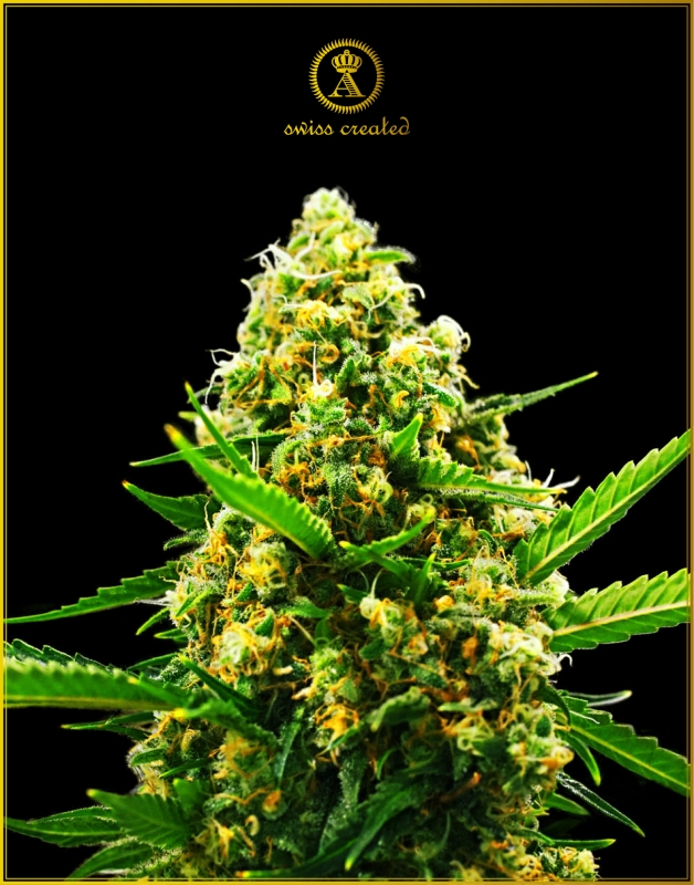 5 UND FEM - AUTOMATIC HYPNOTIC * ANACONDA SEEDS FEMINIZADA 5 UND