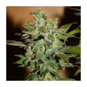 3 UND FEM - AUTOMATIC KID * BCN SEEDS 3 UND FEMINIZADAS