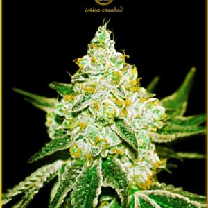 100 UND FEM - AUTOMATIC NORTHERN SKY * ANACONDA SEEDS FEMINIZADA 100 UND