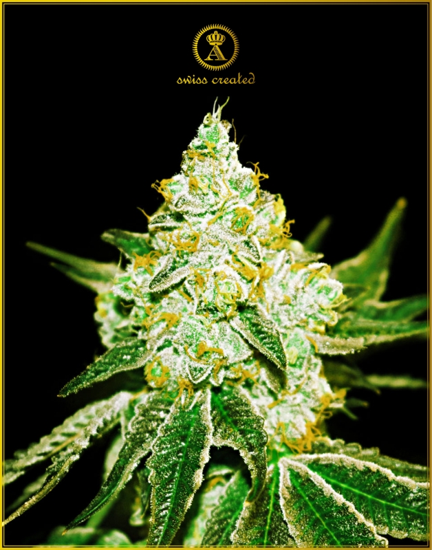 5 UND FEM - AUTOMATIC NORTHERN SKY * ANACONDA SEEDS FEMINIZADA 5 UND