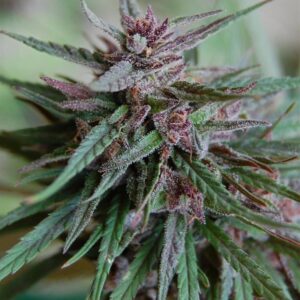 5 UND FEM - BAHIA BLACK HEAD * K.C.BRAINS 5 UND FEMINIZADAS