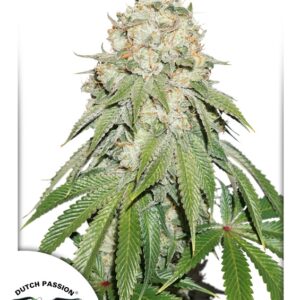 10 UND FEM - BANANA BLAZE ﾮ * DUTCH PASSION 10 UND FEMINIZADAS