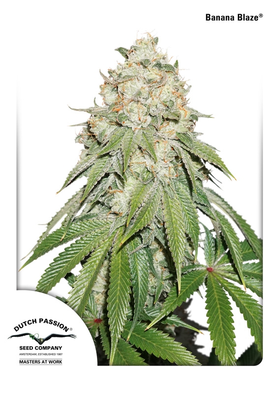 10 UND FEM - BANANA BLAZE ﾮ * DUTCH PASSION 10 UND FEMINIZADAS