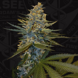 5 UND FEM -  BANANAﾠCANDYﾠKRUSH * T.H. SEEDS 5 UND FEMINIZADAS