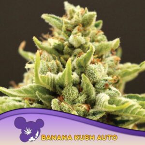 3 UND FEM - BANANA KUSH AUTO * ANESIA SEEDS 3 FEMINIZADAS