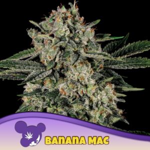 5 UND FEM - BANANA MAC * ANESIA SEEDS 5 FEMINIZADAS