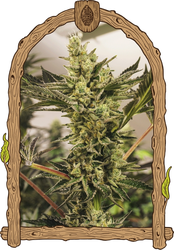 3 UND FEM - BANANA MASH AUTO * EXOTIC SEED FEMINIZADA 3 UND