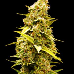 5 UND FEM - BANANA MONKEY * BULK SEED 5 UND FEM