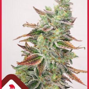 5 UND FEM - BANANA PURP * MEDICAL SEEDS 5 UND FEM