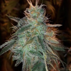 10 UND FEM - BANANA SHERBET * THE KUSH BROTHERS SEEDS 10 UND FEMINIZADA