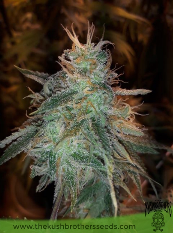 10 UND FEM - BANANA SHERBET * THE KUSH BROTHERS SEEDS 10 UND FEMINIZADA