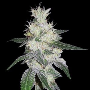 5 UND FEM - BANGI CONGO X PANAMA * ACE SEEDS 5 UND FEMINIZADAS