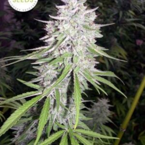 5 UND REG - BANGI HAZE  * ACE SEEDS 5 UND REGULARES