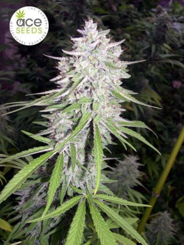 5 UND FEM - BANGI HAZE * ACE SEEDS 5 UND FEMINIZADAS