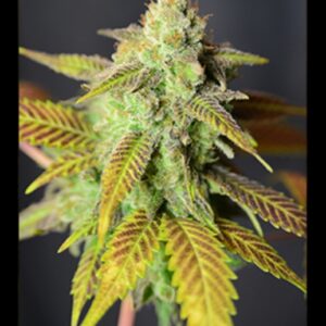 6 UND FEM - BARBARELLA * HOUSE OF THE GREAT GARDENER FEMINIZADA 6 UND