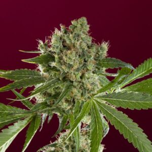 1 UND FEM - BASS LINE * REGGAE SEEDS 1 UND FEMINIZADA