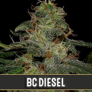 3 UND FEM - BC DIESEL * BLIMBURN SEEDS 3 UND FEMINIZADAS