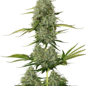 1 UND FEM - BCN POWER PLANT AUTO * SEEDSTOCKERS FEMINIZADA 1 UND