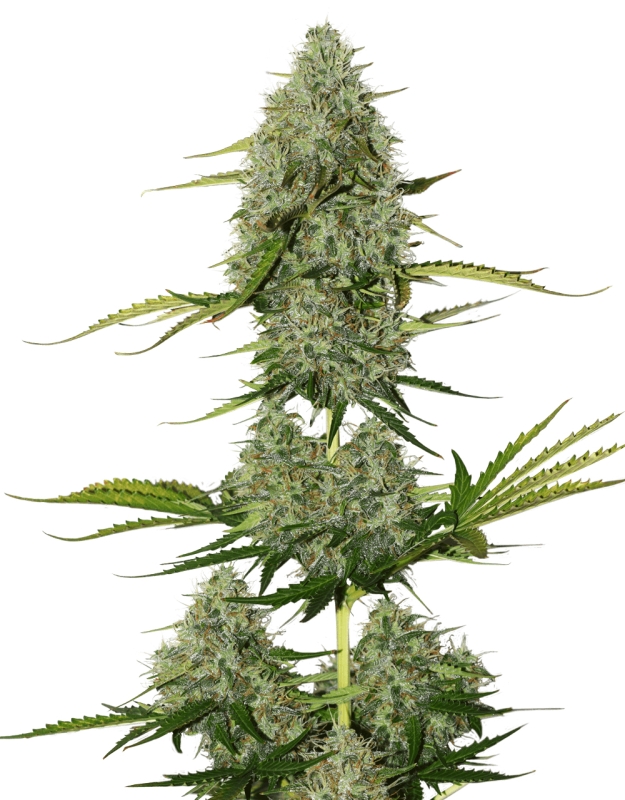 1 UND FEM - BCN POWER PLANT AUTO * SEEDSTOCKERS FEMINIZADA 1 UND