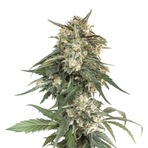 100 UND FEM - BCN CRITICAL XXL FAST * SEEDSTOCKERS 100 UND FEMINIZADAS