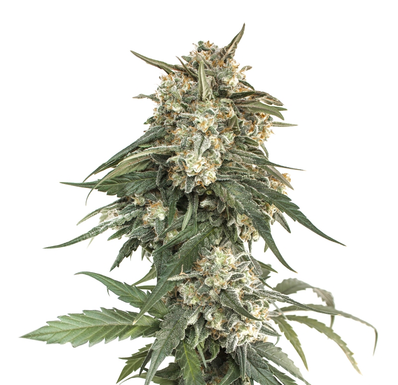 25 UND FEM - BCN CRITICAL XXL FAST * SEEDSTOCKERS 25 UND FEMINIZADAS