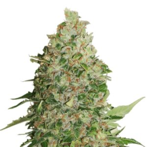 1 UND FEM - BCN CRITICAL XXL * SEEDSTOCKERS FEMINIZADA 1 UND