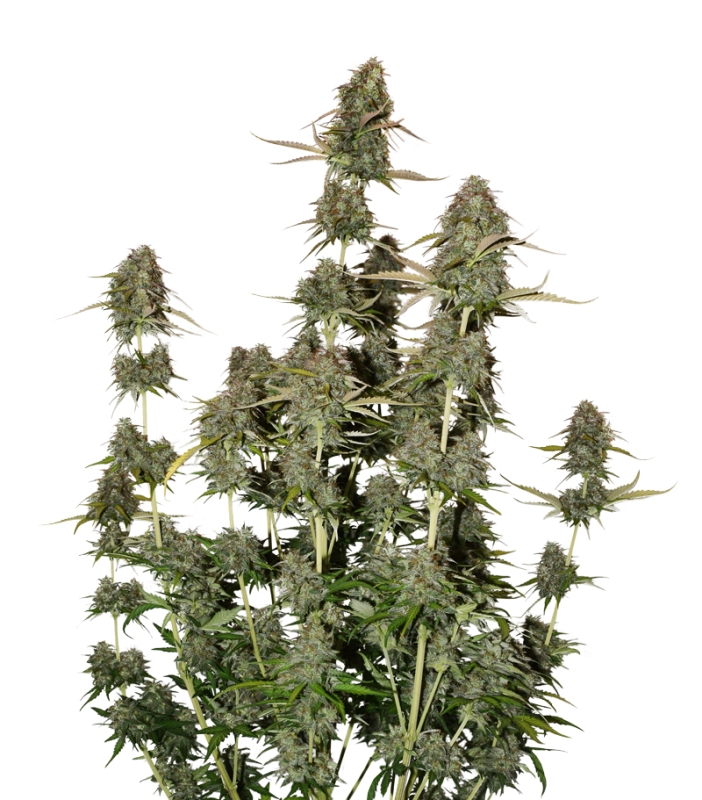 3 UND FEM - BCN POWER PLANT AUTO * SEEDSTOCKERS 3 UND FEMINIZADAS