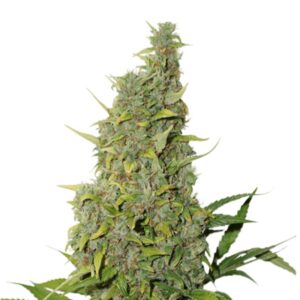 25 UND FEM - BCN POWER PLANT * SEEDSTOCKERS 25 UND FEMINIZADAS