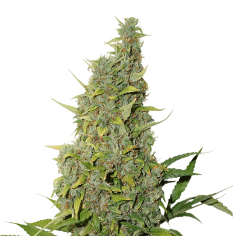 3 UND FEM - BCN POWER PLANT * SEEDSTOCKERS 3 UND FEMINIZADAS