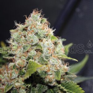 10 UND FEM - BCN SOUR DIESEL * MEDICAL SEEDS FEM 10 UND FEM