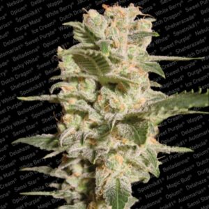 5 UND FEM - BELLADONNA * PARADISE SEEDS 5 UND FEMINIZADAS