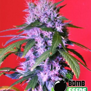 10 UND FEM - BERRY BOMB AUTO * BOMB SEEDS 10 UND FEMINIZADAS