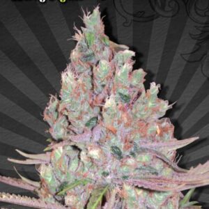 5 UND FEM - BERRY RYDER * AUTO SEEDS 5 UND FEMINIZADAS