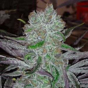 6 UND REG - BEST FRIEND * JINXPROOF GENETICS (TGA-SUBCOOL) 6 UND REGULARES