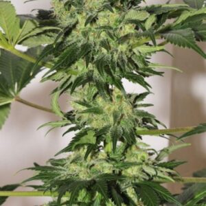 10 UND REG - BEYOND THE BRAIN * MANDALA SEEDS 10 UND REGULARES