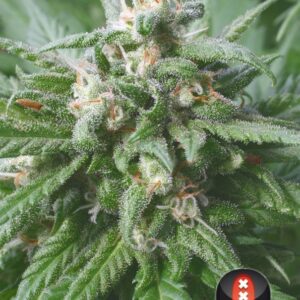 6 UND FEM - BIDDY EARLY * SERIOUS SEEDS 6 UND FEMINIZADAS