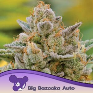 3 UND FEM - BIG BAZOOKA AUTO * ANESIA SEEDS 3 FEMINIZADAS